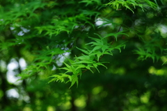 IMGP0787