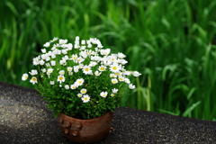 IMGP3552