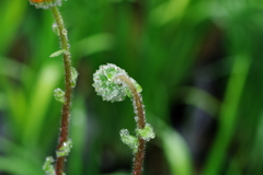 IMGP3554