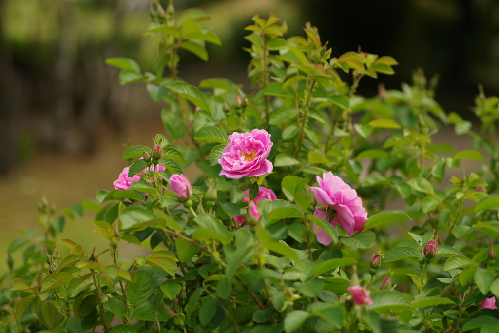 IMGP2775