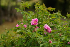IMGP2775