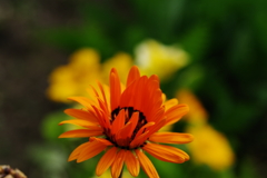IMGP9219