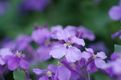 IMGP7972