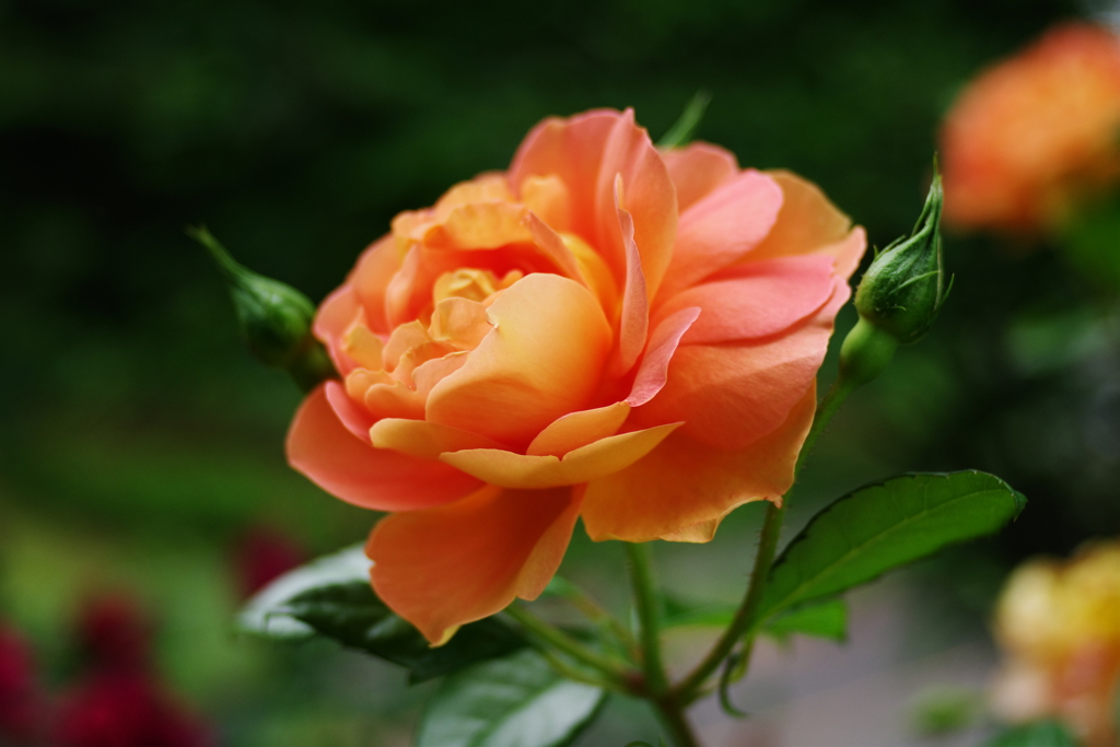 IMGP4594