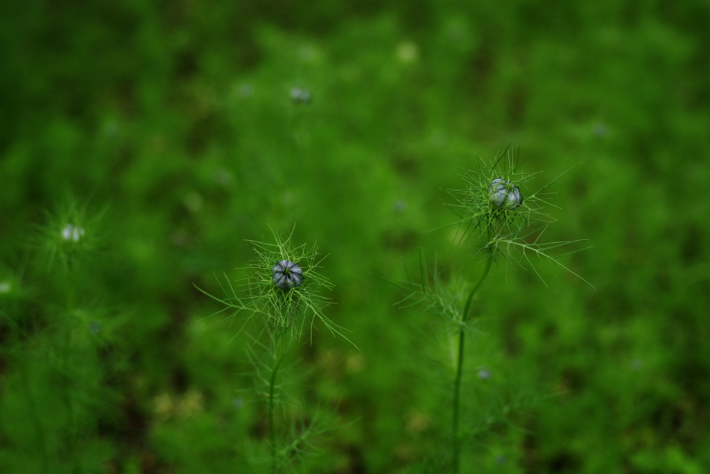 IMGP4519