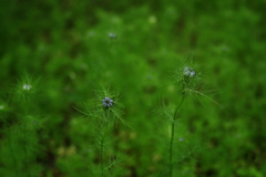 IMGP4519