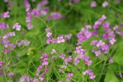 IMGP2624