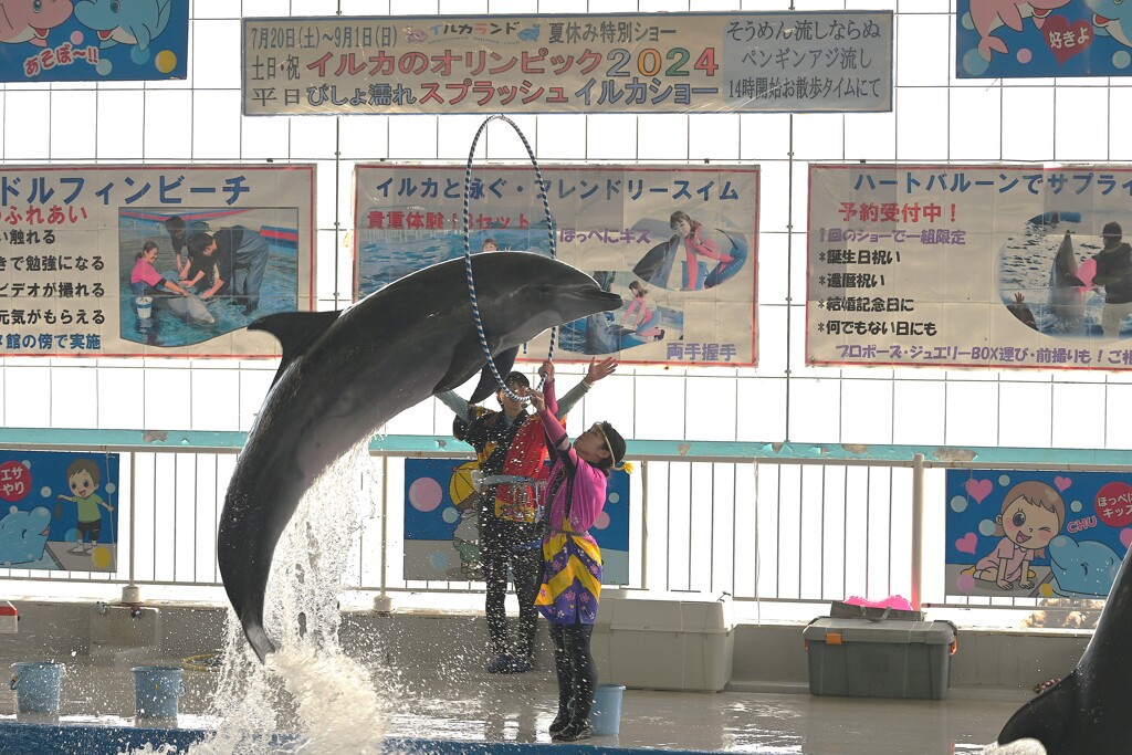 イルカショー