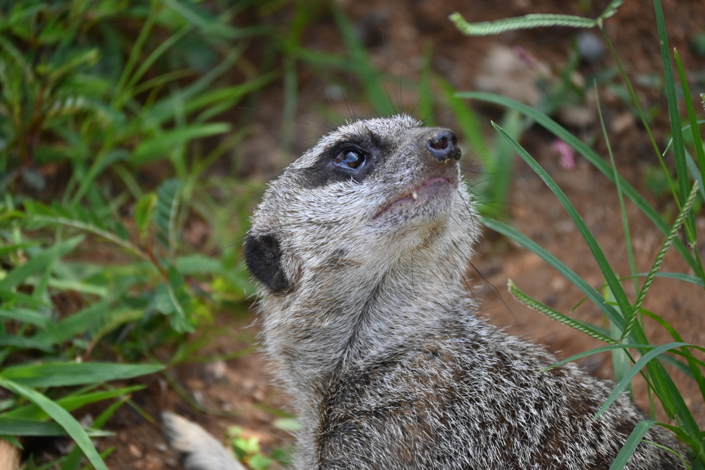 ミーアキャット