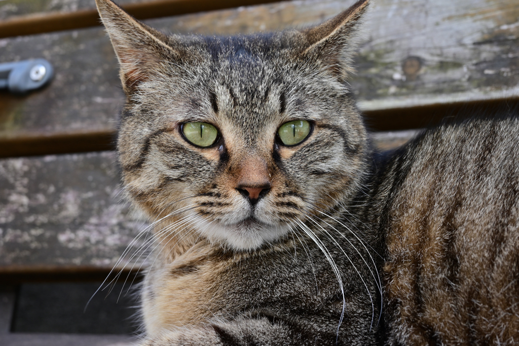 猫