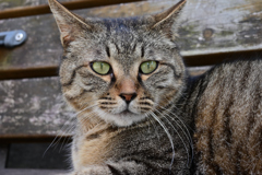 猫