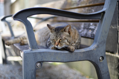 猫