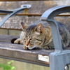 猫