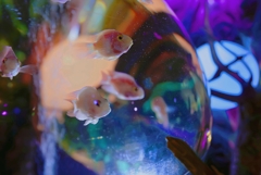 金魚