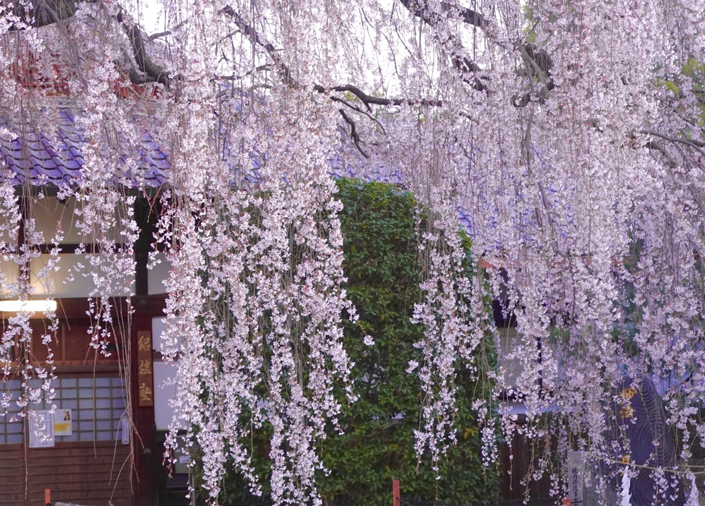 DSC09821 大枝垂桜