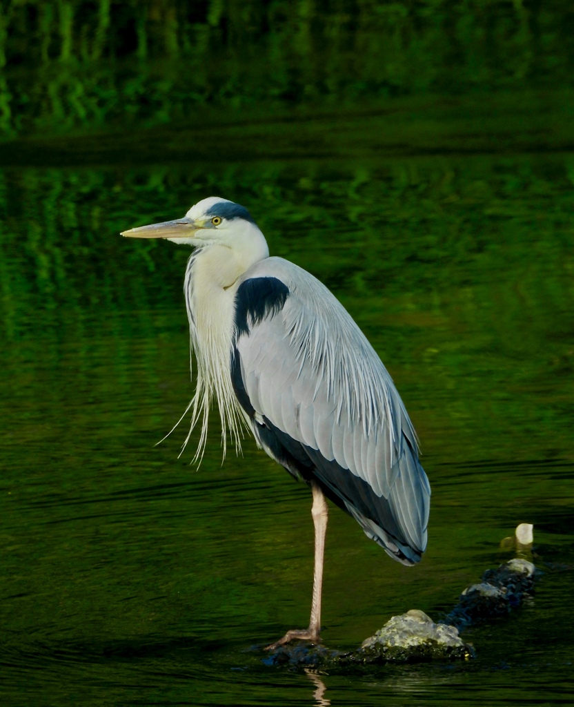 ずっと待ってる