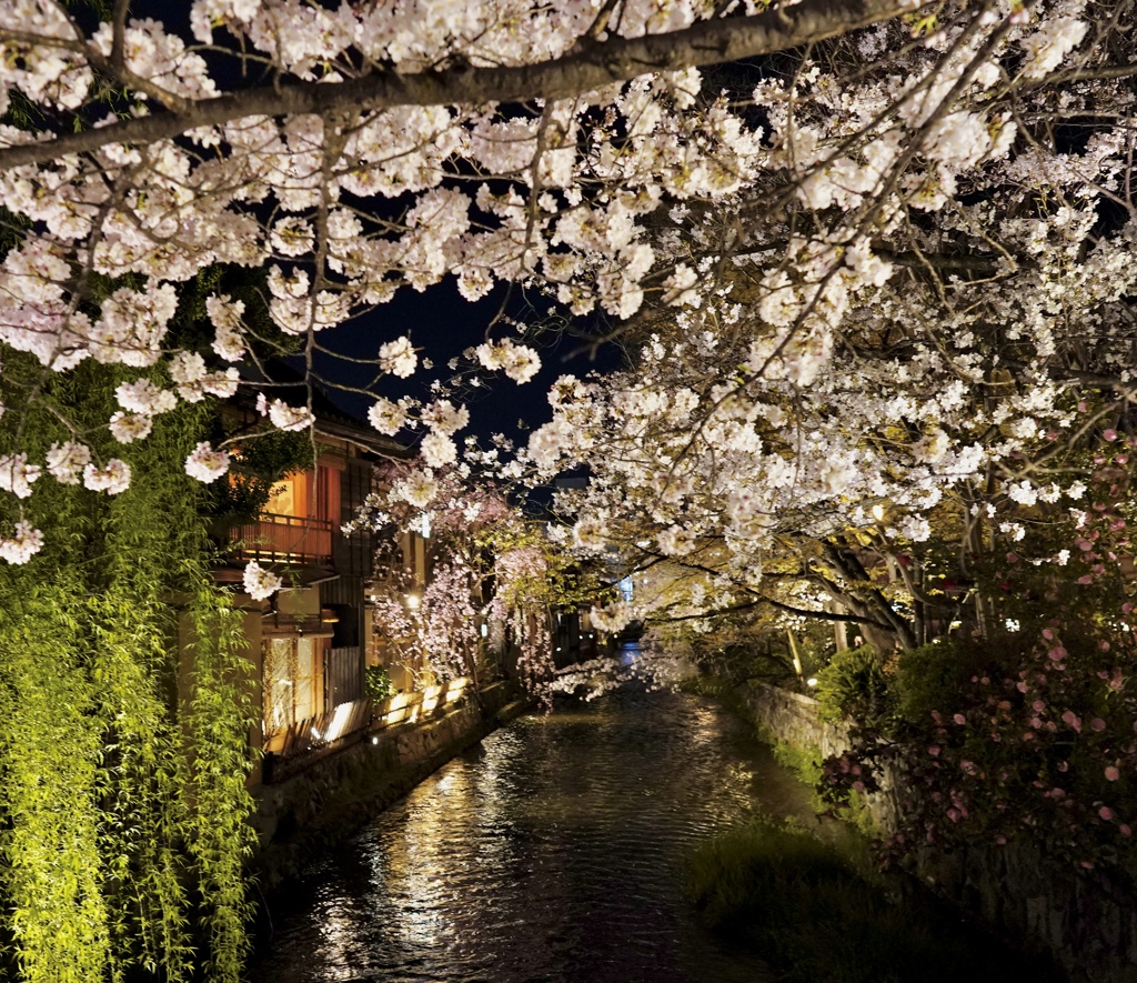 _DSC0873祇園白川宵桜