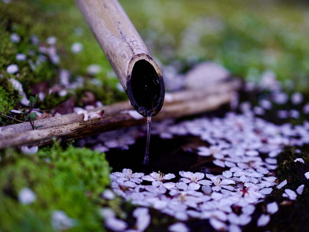 _DSC0752  散桜