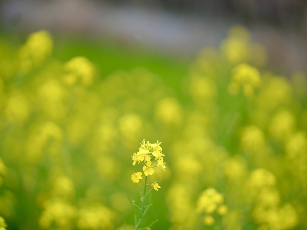 _DSC0636 私をみて