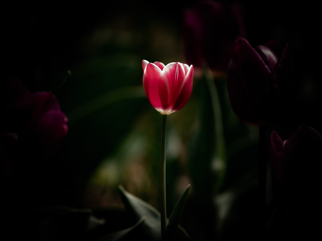tulip
