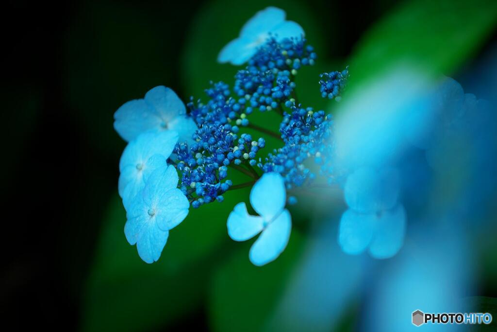 紫陽花