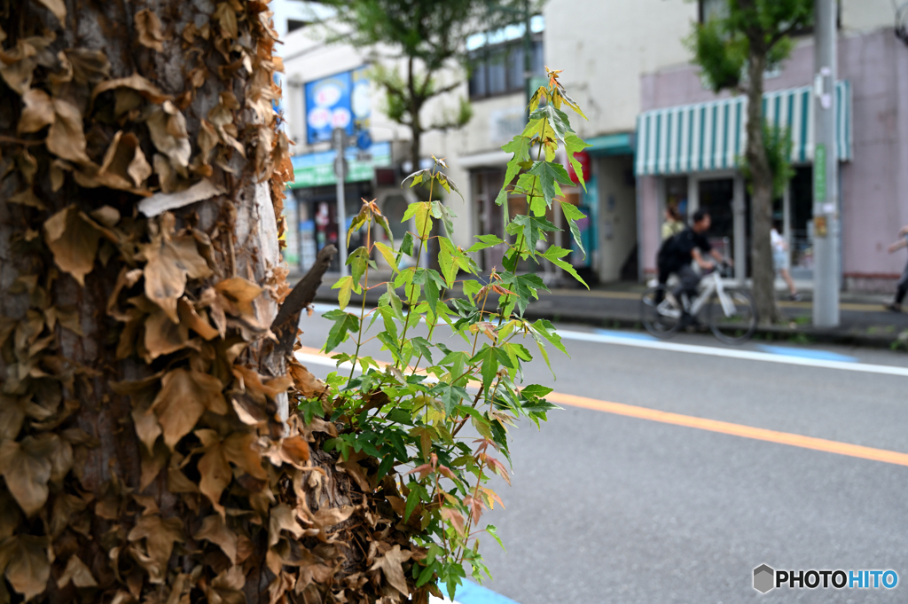 大通り