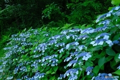 紫陽花（アジサイ）