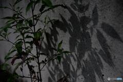 踏ん張って生きる