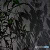 踏ん張って生きる