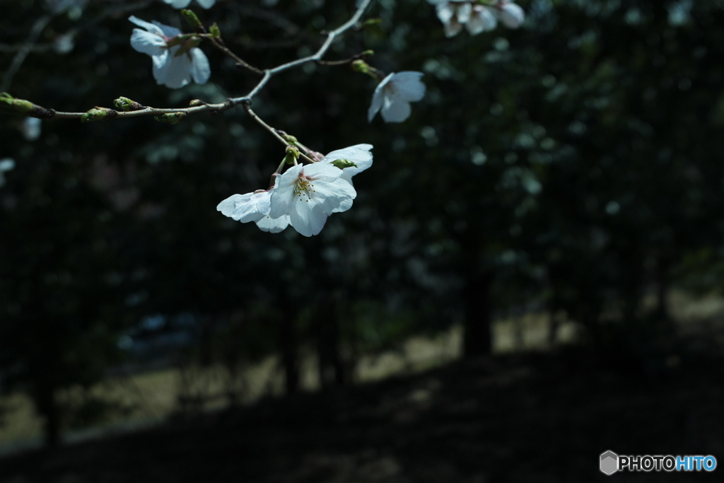 近所 de 開花