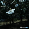 近所 de 開花