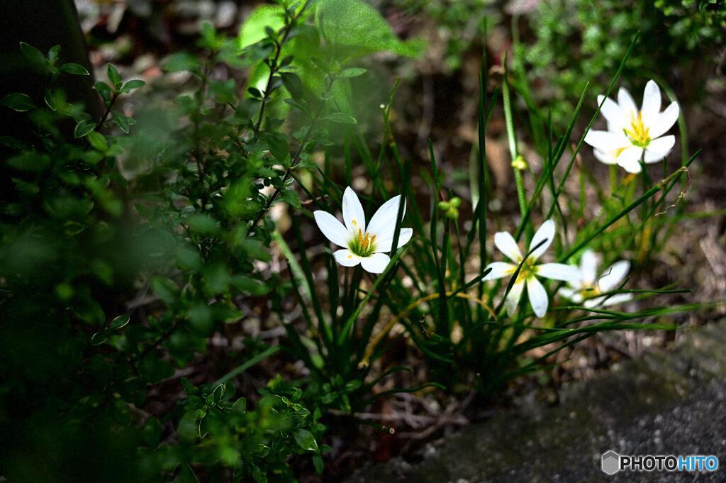 小さな花