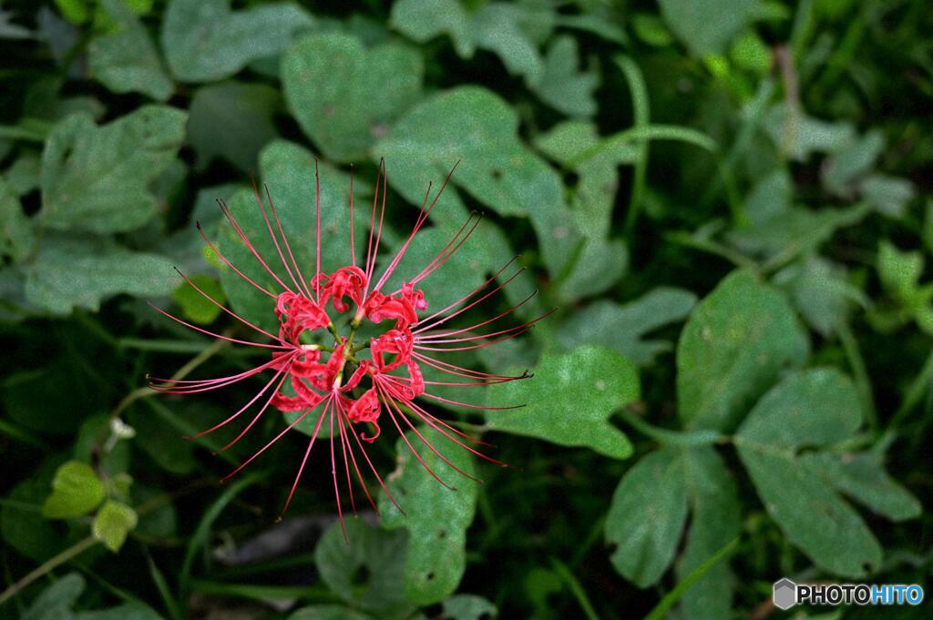 曼珠沙華を上から撮ってみました