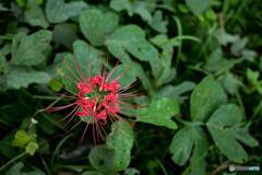 曼珠沙華を上から撮ってみました
