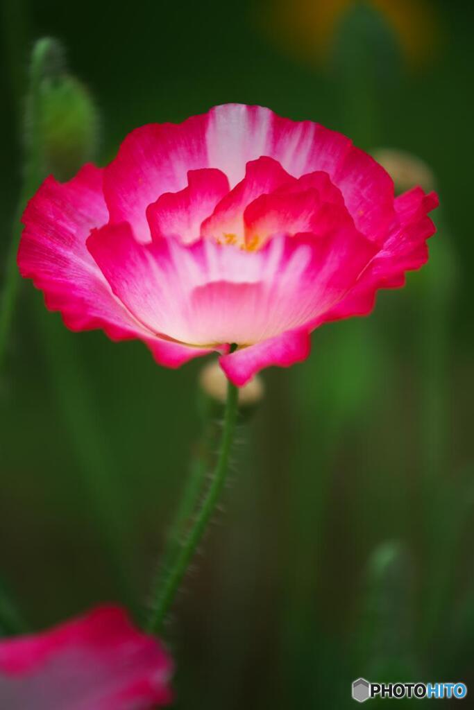 赤花