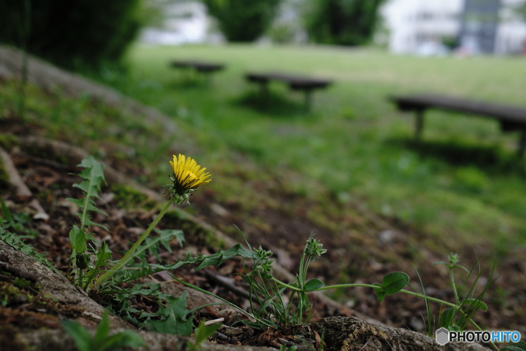 公園に咲く花