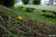 公園に咲く花
