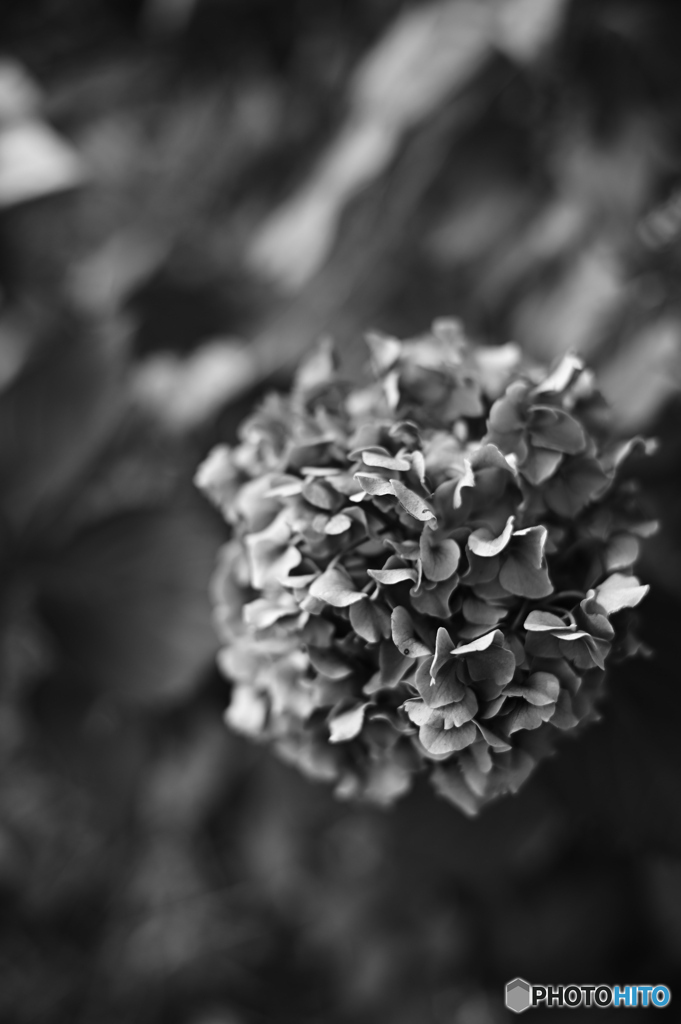 紫陽花