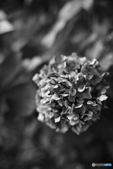 紫陽花