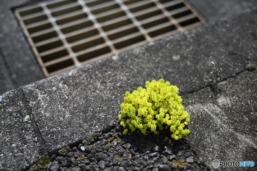 小さな森