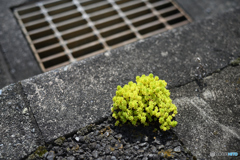 小さな森