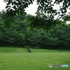 曇りの朝の公園