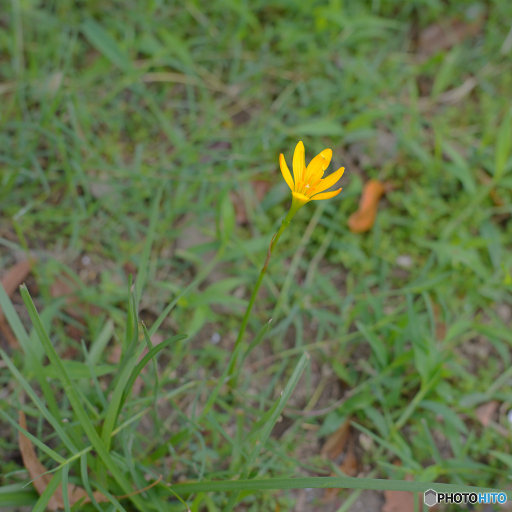 花一輪