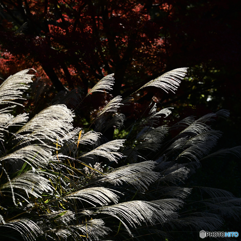 【写真展 Maze Q4CY24】秋の七草
