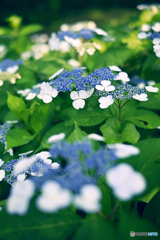 紫陽花