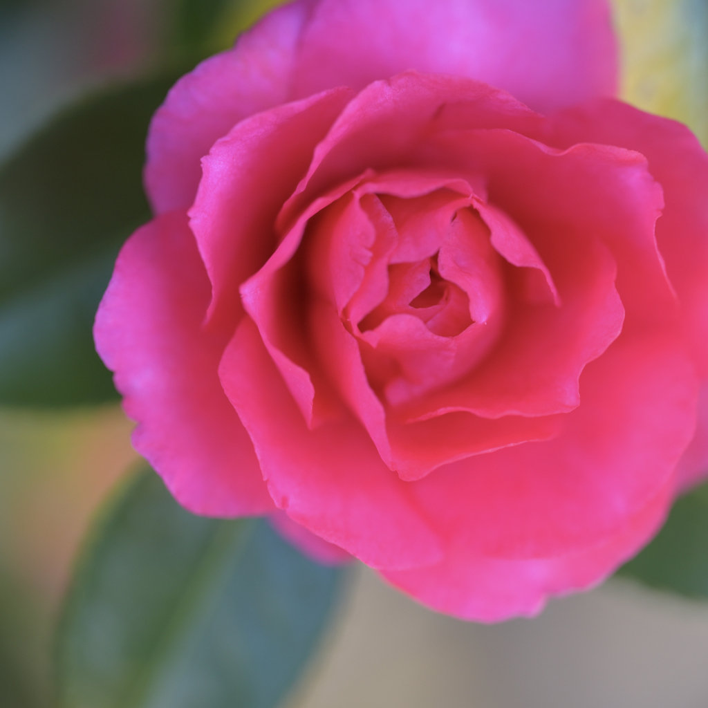 【写真展 Maze Q4CY24】椿の気持ち