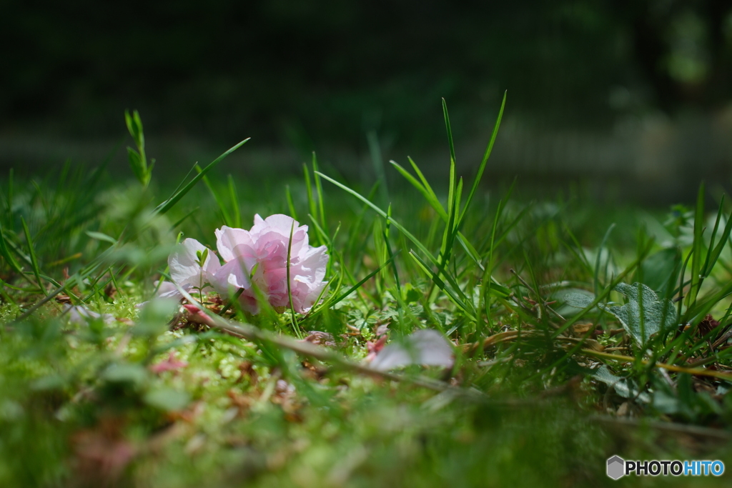 散った桜の花