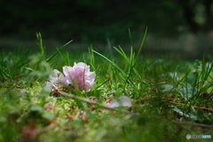 散った桜の花