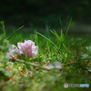 散った桜の花