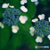 紫陽花